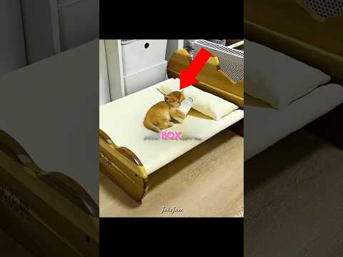 This Kitten’s Training Didn’t Go As Planned 😂🐱 #shorts