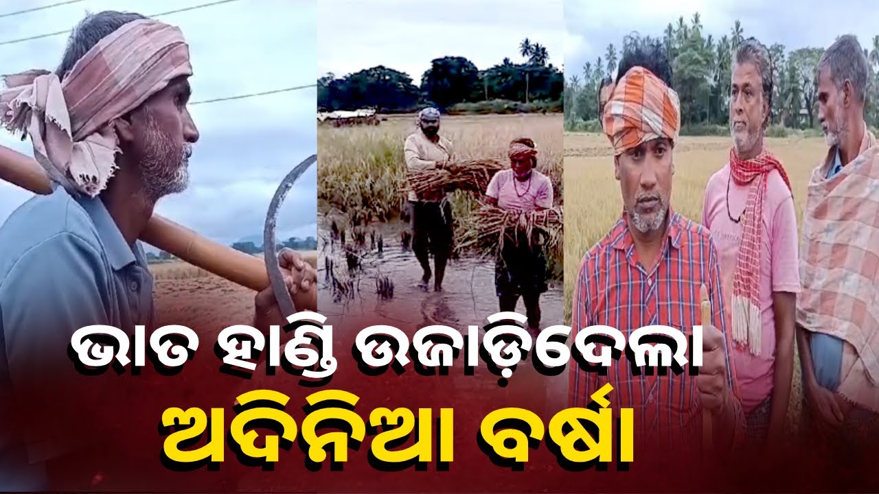 ଆଣ୍ଠୁଏ ପାଣିରେ ପାଚିଲା ଧାନ,ପରିବାର ଚଳିବ କେମିତି ? || Knews Odisha