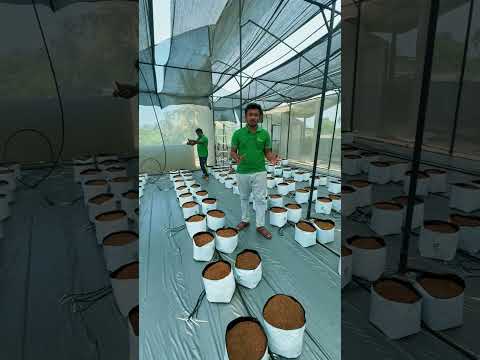 දයා කන  වලට ඔයාගෙත් දත් හිරිවැටෙනවද?