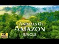 Amazon Jungle 4K Wild Animals of Rainforest Relaxation Film Meditation Music & Nature Sounds