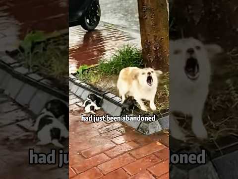 犬の動画サムネイル - 