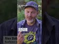 The worlds tallest sunflower blooms in Indiana as tribute to Ukraine - 00:55 min - News - Video