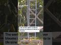 The worlds tallest sunflower blooms in Indiana as tribute to Ukraine