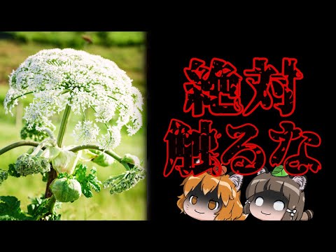 【北海道】絶対触れてはいけない最凶植物が日本で発見されたかも…｜ジャイアント・ホグウィード（バイカルハナウド）の危険性
