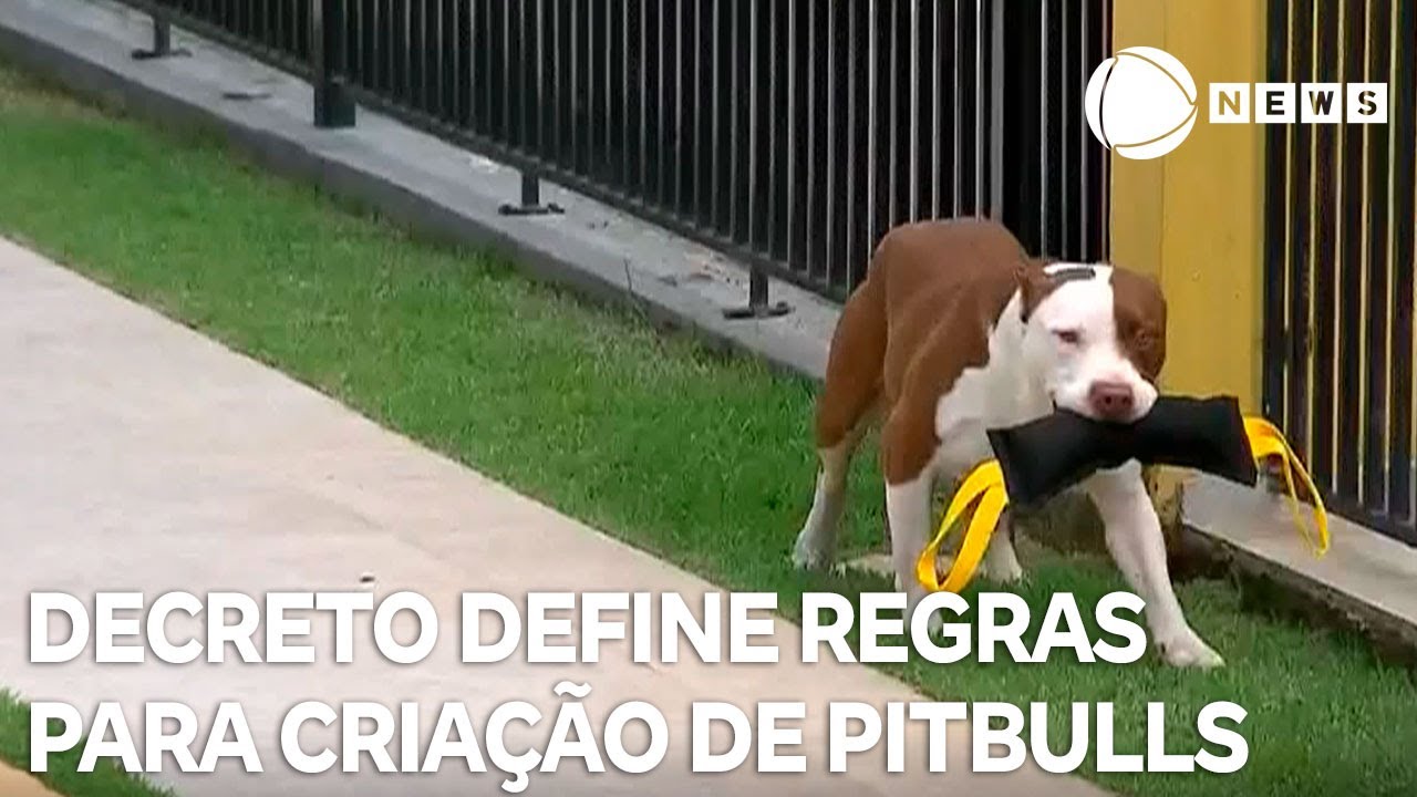 Decreto define regras para criação de cães da raça Pitbull em SC