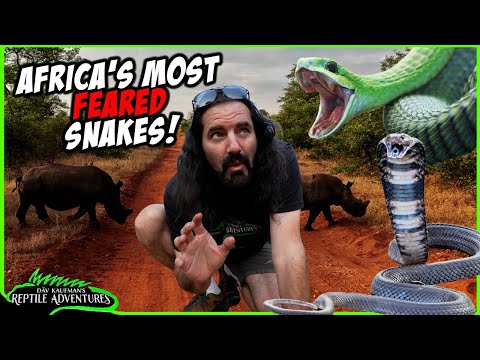 THE MOST FEARED SNAKES IN SOUTH AFRICA! While on Safari in South Africa, I encountered two of the feared snakes in Africa! We also searched 