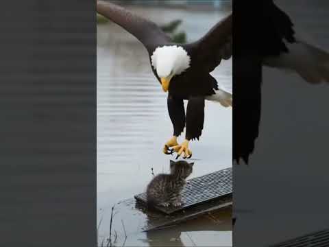 Storm Rescue: Majestic Eagle Saves Innocent Kitten from Flood