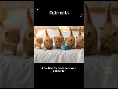 Cute cats !!