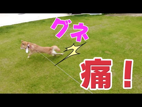 飼い主を煽って自分が捻挫する柴犬小夏　＆ささみご飯ASMR