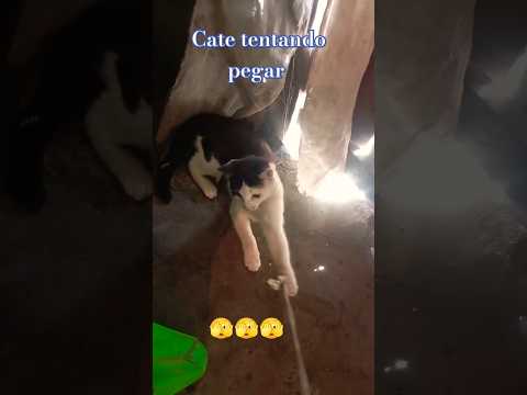 #o cate desafiando acertar....