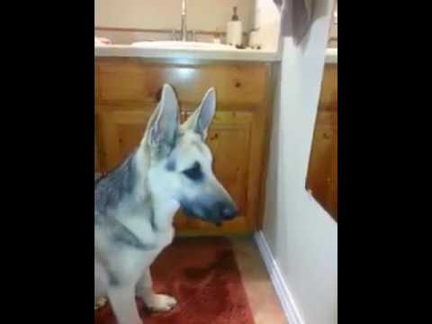 Кучето се обидува да го сфати огледалото