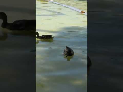 Patos a nadar no Parque dos Poetas https://youtu.be/yULRxAYlj4Q #shorts #subscribe #ducks