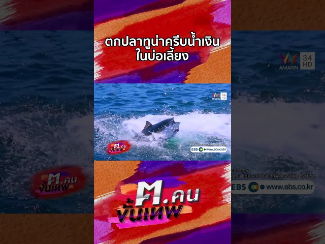 การตกปลาทูน่าครีบน้ำเงินในบ่อเลี้ยง | Shorts ฅ.คนขั้นเทพ