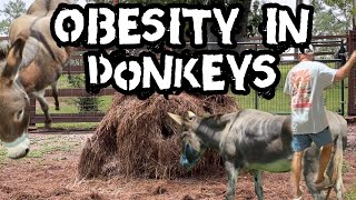 Obesity in Donkeys:  what to watch out for