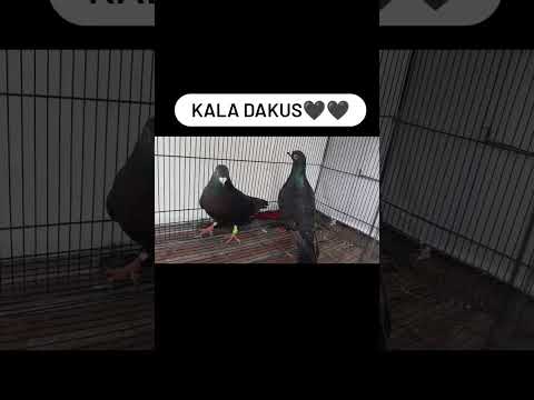 #kala dakus🖤🖤🖤 #pigeonsfanciers #pigeonsracing #pigeonsfans #pigenslovers😱🕊️🔥 #subscribe