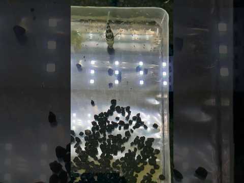 Mom and Dad and Babies #polarblueparrot #polarblue Here's a playlist of our aquariums, turtles, and fish_ https_//www.youtube.com/watch?v=1z6lsyCZ9Dk&l