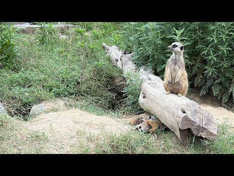 【LIVE】ミーアキャット～キツネザル～ミニブタ～カピバラ