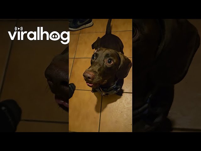 Pup's Ball Addiction Makes His Tongue Crazy || ViralHog