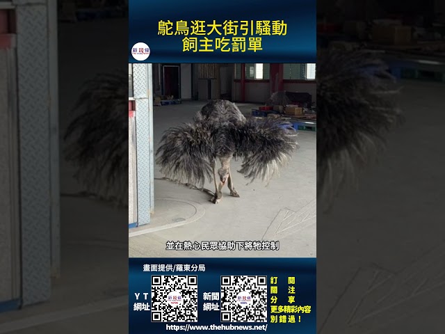 影音/鴕鳥逛大街 飼主吃罰單