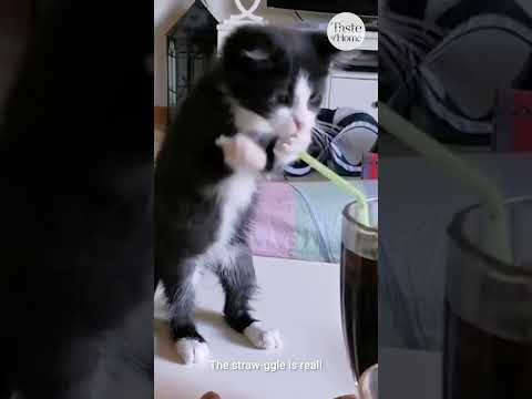 Kitten Tries to Use Straw #shorts