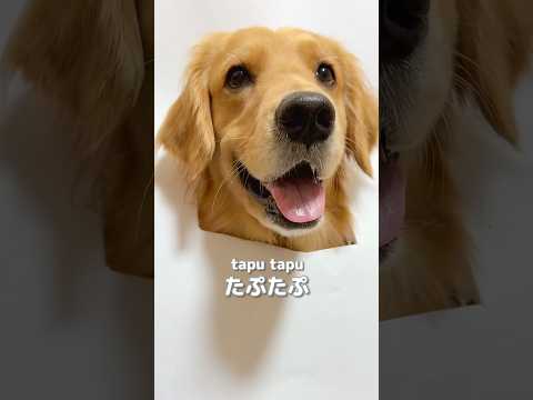 犬を書いていたらゴールデンレトリバーに変身！描き方と癒しの瞬間 サムネイル