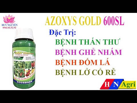 video AZOXY GOLD 600SL – THUỐC ĐẶC TRỊ BỆNH THÁN THƯ TRÊN CÂY HOA MAI