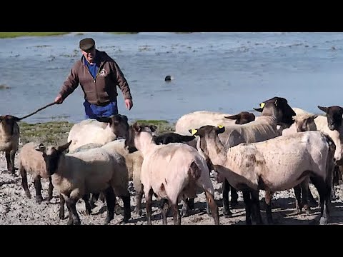 Les agneaux du pré salé du Mont St Michel
