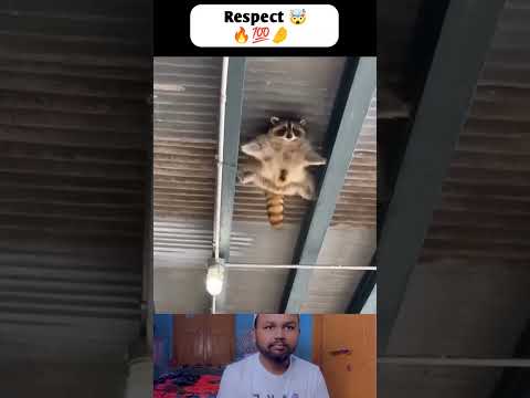 respect 💯 no 14 | see pinned comment #shorts