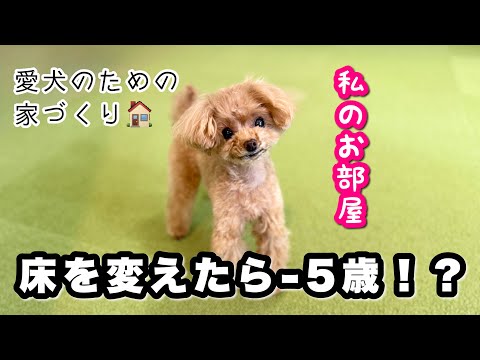 愛犬専用の部屋を作ったらまさかの行動…！床材の大切さを実感…！【トイプードルのコロン】