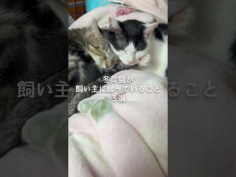 冬季に猫が飼い主に伝えたいこと：理解とケアのヒント サムネイル