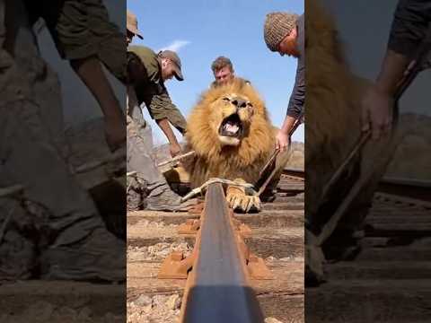 "PULL! PULL!" Lion Trapped on Tracks, Train is COMING! 🚨⏱️