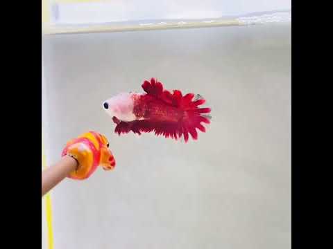 beautiful rose tail betta|| #shorts #shortvideo #beta