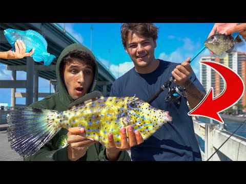 We CAUGHT A TON Of EXOTIC FISH!! In this video, We catch a ton of exotic saltwater aquarium fish & feed monster jack crevalle!! Enjoy