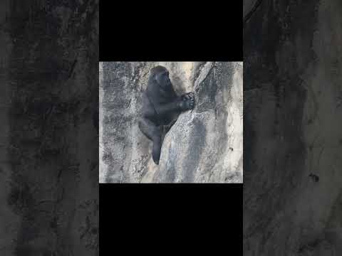 犬の動画サムネイル - little #gorilla Jabali 4y6m old.Rock Climbing. Jump. Taipei Zoo #shorts 台北市立動物園。呷百二。攀岩。跳 5/27