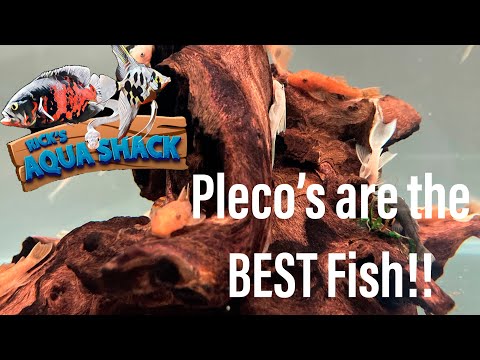 TOP 8 Reasons you should be keeping plecs! In today’s video, I go over a variety of reasons as to why you should be keeping plecs and just ho