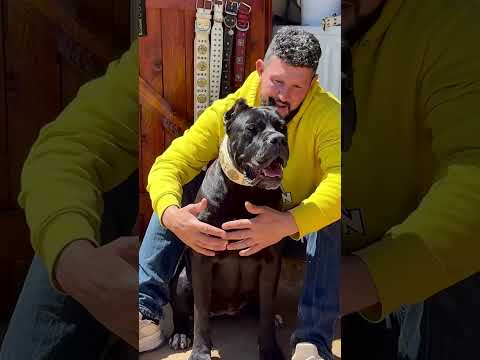 Cuando a qué edad empieza a guardar el Cane corso ?