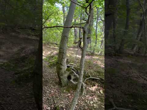 Старшина Волк и 7 новобранцев. Продолжение сказки . Часть 2 #австрия #история #юмор #русские