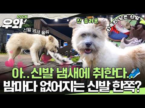 [#동물농장] 여기서부터 여기까지 다~ (한쪽씩만) 주세요👟 #우와비