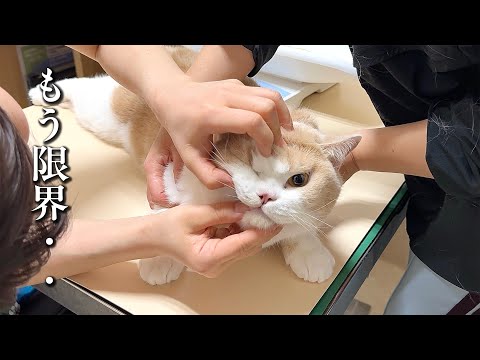 大嫌いな病院で全てを諦めた猫