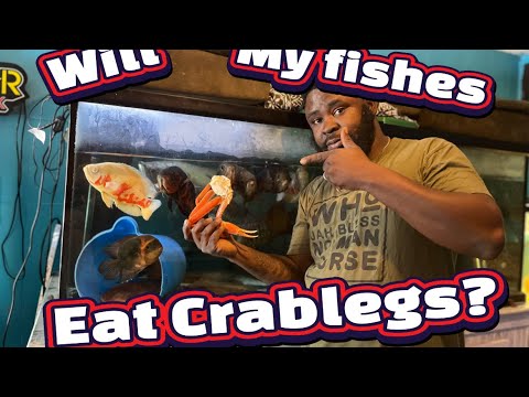 Will my fishes eat crab legs 🦀 Trying a new meat in my fishes diet and they loved it ,however it’s a very messy feeding and water