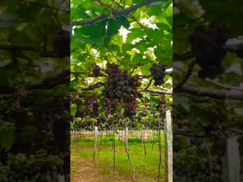 #nature#beauty# grapes #travel# vineyard#youtubeshorts
