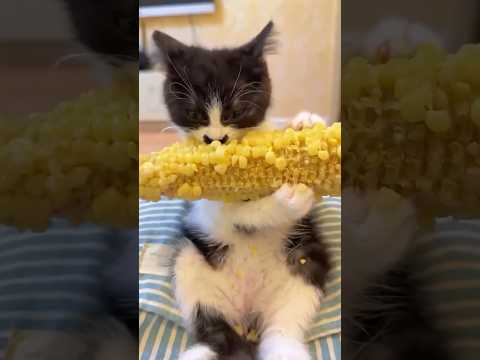 癒やしと笑顔を届ける多彩な猫動画のご紹介 サムネイル