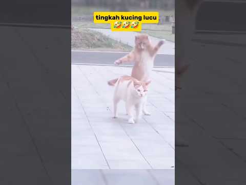 kucing lucu #cat #funnycats #kucinglucu #kucing #shorts