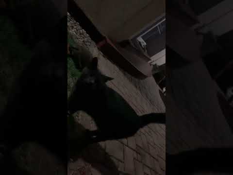 Večerní návštěva 🦔😁 #cat #ježek #night #dinner #hedgehog  #good #goodvibes #viralvideo #cz