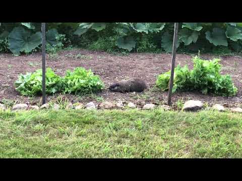 SNEAKY FARGIN ICEHOLE SOMANUMBATCHING CRITTER INVADES THE GARDEN!