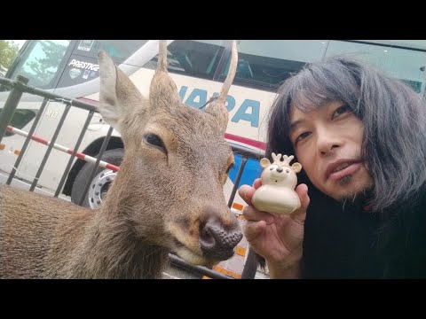 奈良の鹿を暴行する日本人・外国人を発見するまで帰れません🙅‍♂陶芸家の力で日本文化を発信や⚡
