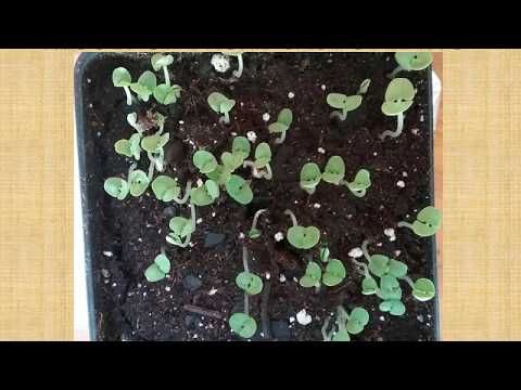 GREENHOUSE PROJECT 2019 video From Rutgers Co-op Master Gardener's program  presented by Vivian M.