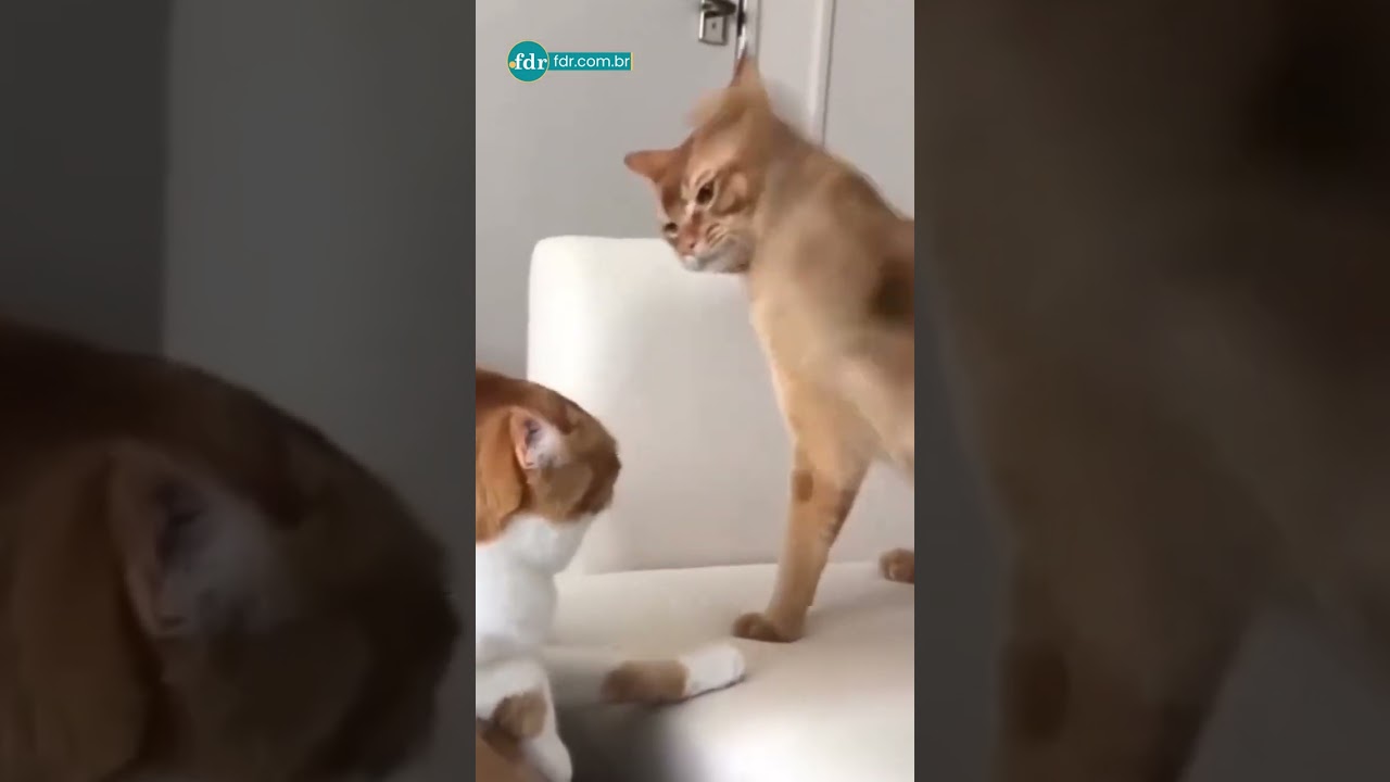 Como ser o humano favorito do gato