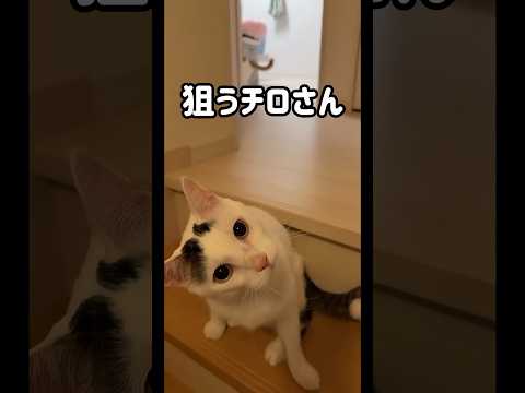 猫じゃらしを追いかける男子チームの楽しい様子 サムネイル
