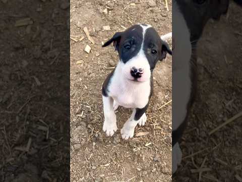 “Say Hello to My Cute Little Puppy!”